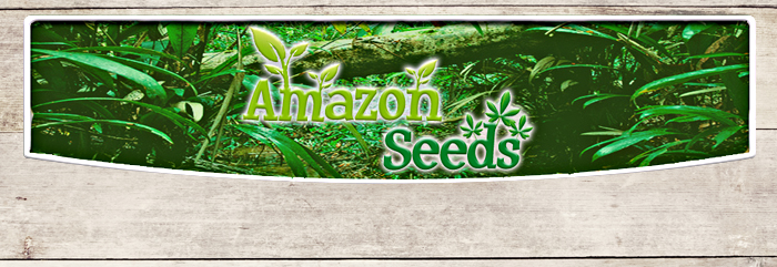 Amazon Seeds - Matcha In Polvere Biologico - IAFSTORE.COM